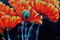 von offenen blauen Mohn Blumen auf dunklblau bis nachtschwarzen Hintergrund. Die roten Blüten wirken als würden diese leuchten.