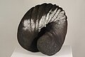 eine zusammengerollte Schnecke.