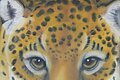 Ein Leopard mit einem senfgleben Fell, worauf sich schwarze Flecken abzeichnen. Der Blick richtet sich dirket an den BEtrachter des Werkes. Ein blau-violetter Hintergund sorgt für einen guten Kontrast und lässt das Tier noch realistischer wirken.
