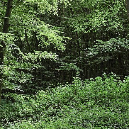 Naturverjüngung in der Abteilung Katzenbuckleite