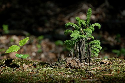 Naturverjüngung Buche und Fichte