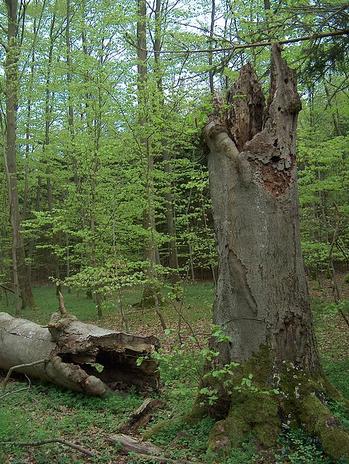 Totholz im Stadtwald