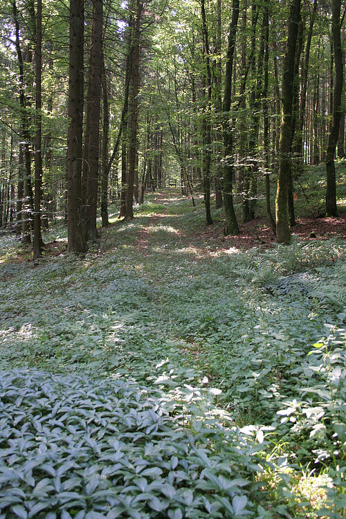 Römerstraße im Raitenbucher Forst